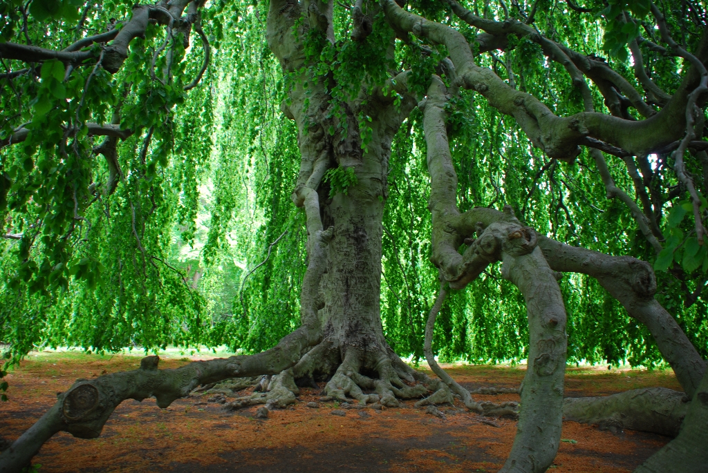 DSC_1157.JPG